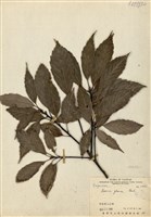 藏品(青剛櫟)的圖片